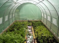 Fruit and Vegetables